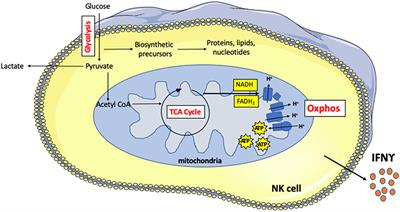 NK Cell Metabolism and TGFβ – Implications for Immunotherapy